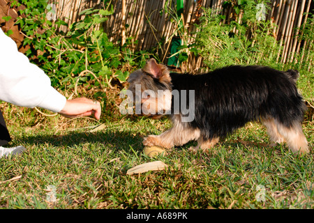 Yorkshire spielt mit seinem Ball Marokko Stockfoto