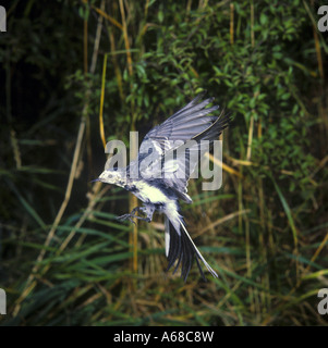 Trauerschnäpper Bachstelze Motacilla Alba im Flug neben Büschen Stockfoto
