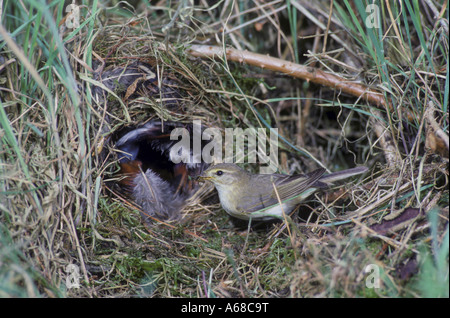 Willow Warbler Phylloscopus Trochilus am nest Stockfoto