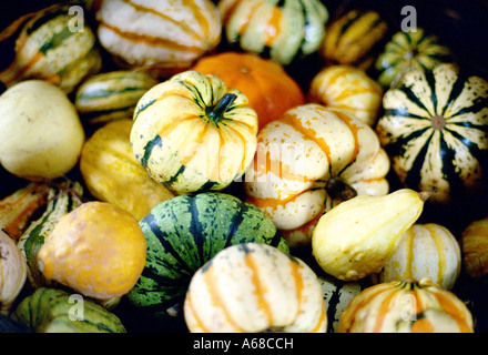Kürbisse zum Verkauf noch Punkt Community Farm, Sailsbury, Connecticut, USA Stockfoto
