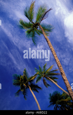 Martinique, Anse des Salines, Palmen Stockfoto