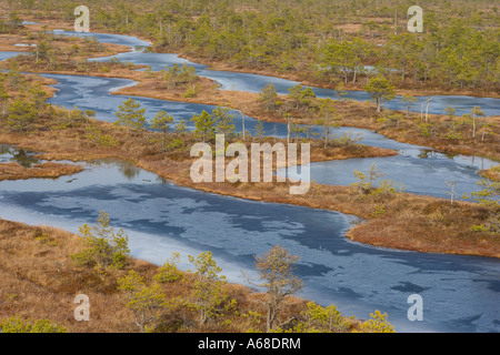 Männikjärve Moor im zeitigen Frühjahr Stockfoto