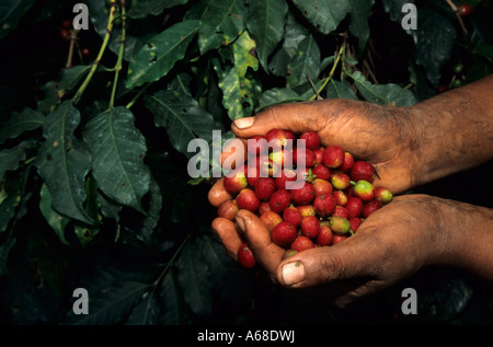 Kaffee-Picker Hände mit frisch gepflückten Kaffee Beeren (Coffea Arabica), Kilimanjaro Region, Tansania Stockfoto