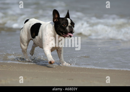 Französische Bulldogge (Canis Lupus Familiaris) laufen am Strand Stockfoto