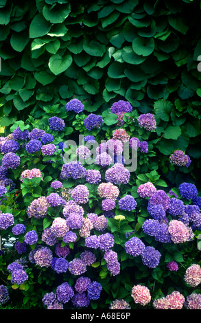 Lila Hortensie Strauch Stockfoto