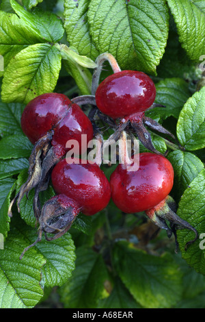 Japanische Rose (Rosa Rugosa), rosa Hüften Stockfoto