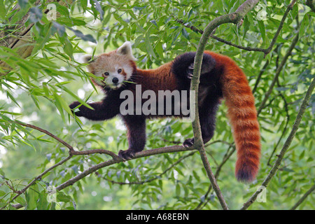 Roter Panda, kleinere Panda (Ailurus Fulgens) Klettern im Baum Stockfoto