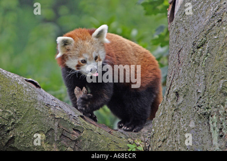 Roter Panda, kleinere Panda (Ailurus Fulgens) klettern am Baum Stockfoto