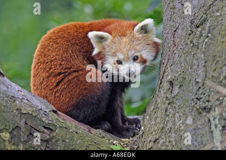 Roter Panda, kleinere Panda (Ailurus Fulgens) sitzt im Baum Gabel Stockfoto