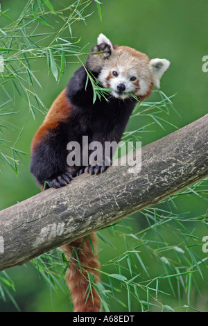 Roter Panda, lässt kleinere Panda (Ailurus Fulgens) Essen Bambus Stockfoto