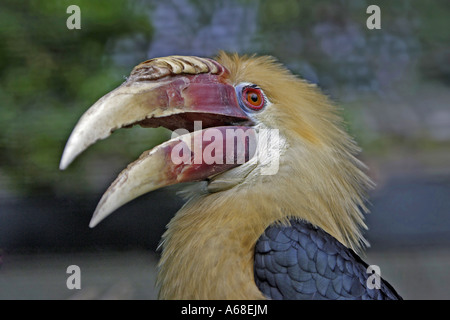 Blyths Hornbill (Rhyticeros Plicatus, Aceros Plicatus), portrait Stockfoto