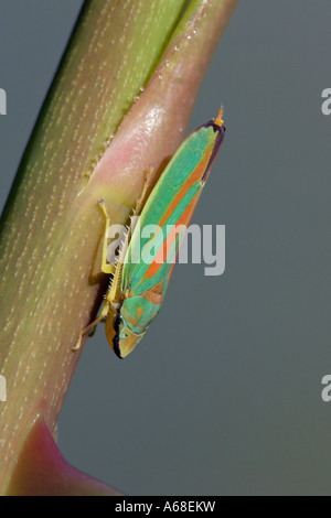 Rote und grüne Leafhopper Rhododendron Blatt-Trichter (Graphocephala Coccinea) Stockfoto