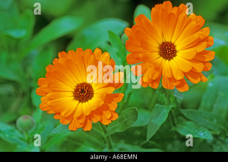Ringelblume, Ruddles, Scotch Ringelblume (Calendula Officinalis), Blüte Stockfoto