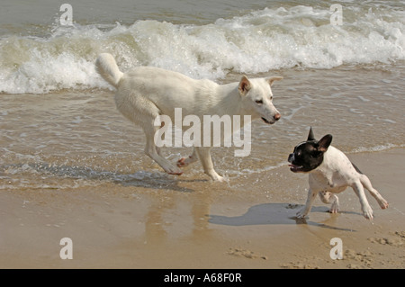 Französische Bulldogge und weißer Schweizer Schäferhund (Canis Lupus Familiaris) spielen am Strand Stockfoto