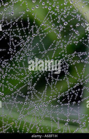 Blatt Web Weaver, Blatt Web Spinner, bedeckt Linie weben Spinne, Tau, Geld Spider (Linyphia SP.), Linie Weaver spider web Stockfoto