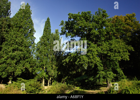 Pyramiden Sie-Eiche (Quercus Robur Fastigiata) und Eiche Pendundulate Stieleiche (Quercus Robur) im Park Wilhelmshöhe Stockfoto