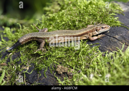Europäischen gemeinen Eidechse, lebendgebärend Eidechse (Lacerta Vivipara) im Garten mit Regeneration der Rute Stockfoto