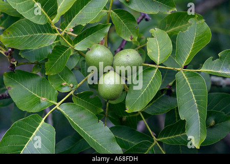 Gemeinsamen Nussbaum, Englisch Nussbaum, persische Walnuss (Juglans Regia) zeigen Blätter und reifen Nüssen Stockfoto