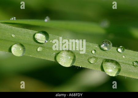 Wassertropfen auf einem Grashalm Stockfoto