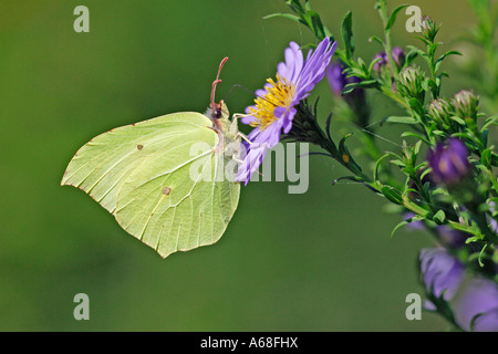 Zitronenfalter (Gonepteryx Rhamni) auf Blume Aster (Aster sp.) Stockfoto