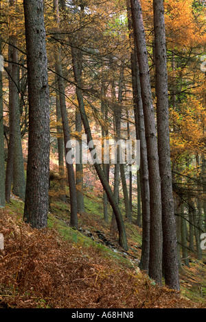 Hybrid- oder Dunkeld Lärche (Larix X Eurolepis) Pflanzung im Herbst. Elan-Tal, Powys, Wales, UK. Stockfoto
