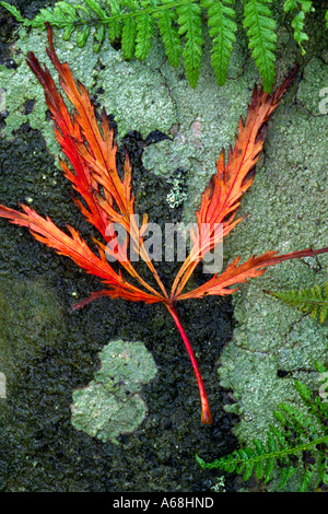 Blatt des japanischen Ahorn (Acer Japonicum). Auf einem Felsen in einem Garten. Stockfoto
