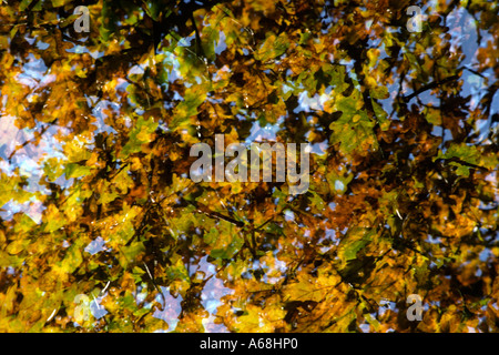 Mehrfachbelichtung Eiche (Quercus Robar) Blätter im Herbst, vor einem strahlend blauen Himmel. Stockfoto