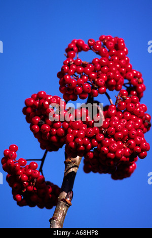 Beeren der amerikanischen Rowan (Sorbus Americana) in einem Garten Stockfoto