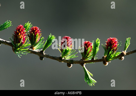 Weibliche Blüten von Hybrid- oder Dunkeld Lärche (Larix X Eurolepis) Stockfoto