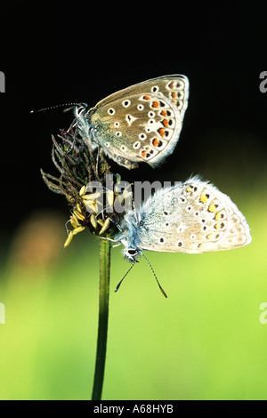 Gemeinsame blaue Schmetterlinge (Polyommatus Icarus) Schlafplatz in der Abenddämmerung auf einer Wegerich-Blume. Oben männlich unten weiblich. Powys, Wales, UK. Stockfoto