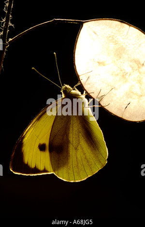 Weibliche Large oder Kohl weiß Schmetterling (Pieris Brassicae) Schlafplatz auf einem Seedhead der Ehrlichkeit. Stockfoto