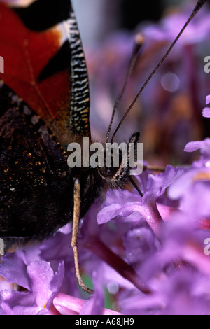 Tagpfauenauge (Nymphalis io) Fütterung auf sommerflieder. Powys, Wales. Stockfoto