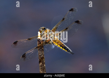 Vier vor Ort Chaser Libelle (Libellula Quadrimaculata). Auf eine territoriale Barsch neben einem Teich. Powys, Wales, UK. Stockfoto