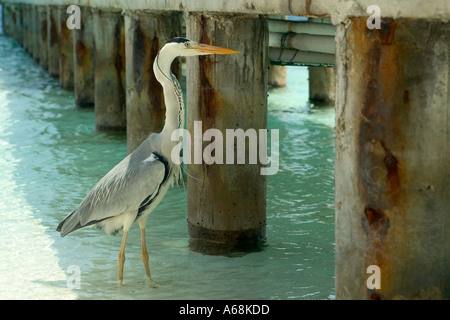 Grey Heron Ardea Cinerea stalking Fische unter einem Steg Stockfoto