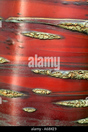 Rote Rinde des Baumes tibetische Kirsche in Nahaufnahme Stockfoto