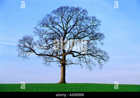 Einsamer Baum ohne Blätter Stockfoto