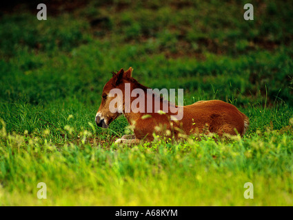 Wilder spanischer Mustang Fohlen im Gras Outer Banks, North Carolina Stockfoto