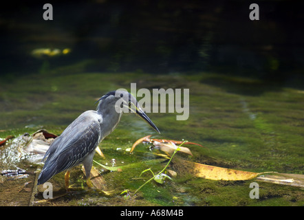 gekerbten Graureiher in einem Teich Stockfoto