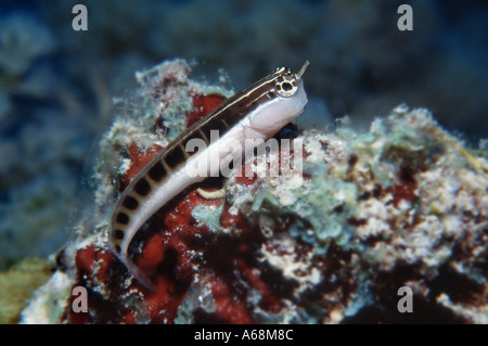 Nahaufnahme von Blenny auf coral Stockfoto