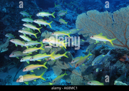 Schwarm Gelbflossen-Goatfishes und glowfishes Stockfoto