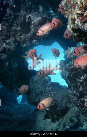 Gruppe von Soldierfishes in der Höhle versteckt Stockfoto