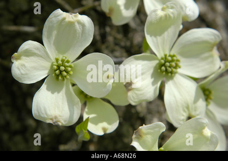 Weiße Hartriegel Blüten Stockfoto