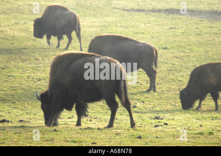 Amerikanische Bisons grasen auf einer nebligen Wiese in Kentucky USA der wissenschaftliche Name für diese Spezies ist Bison bison Stockfoto