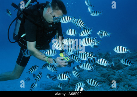 Scubadiver schwimmen durch Untiefe Riffbarsche Stockfoto