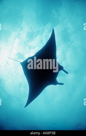 Silhouette des riesigen Mantarochen an Oberfläche Stockfoto