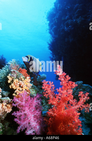 Imperator Kaiserfisch schwimmen durch rote Weichkorallen Stockfoto