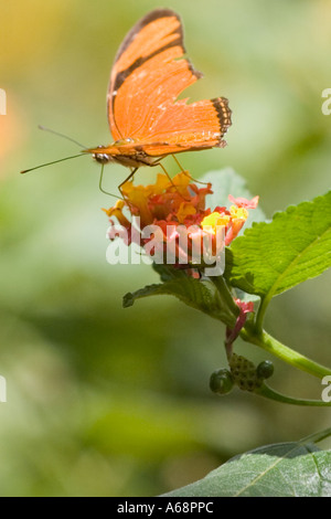 Orange Julia Longwing Schmetterling auf einer rosa und gelbe Blume B Stockfoto