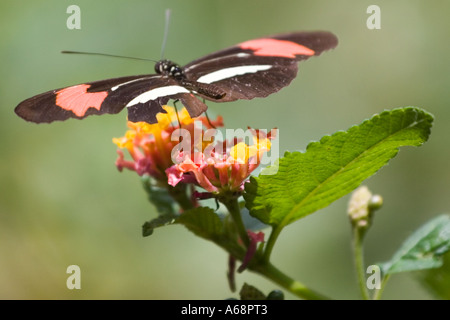 Crimson gepatcht Longwing Schmetterling auf einem rosa und gelbe Blume Stockfoto