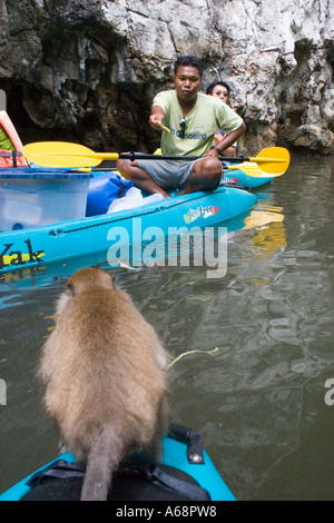 Makaken auf kayak Stockfoto