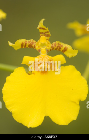 Makroaufnahme einer Orchidee b Stockfoto